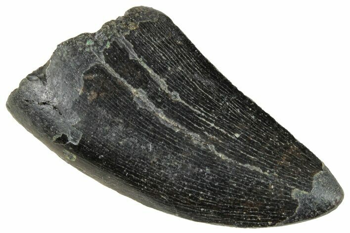 Serrated Tyrannosaur Tooth - Two Medicine Formation #263773